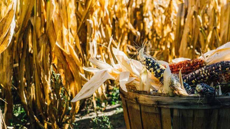 corn field