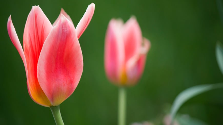 Profiting from Open innovation. Growing tulips.